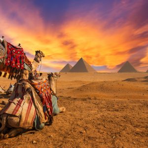 Papel Pintado Piramides Camellos